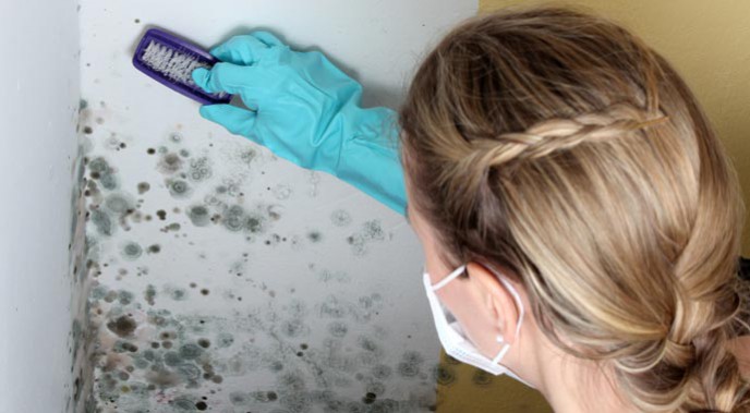 Schimmel an feuchter Wand.