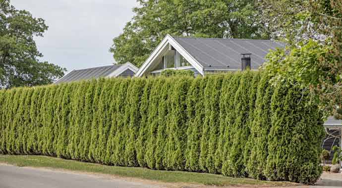 Haus mit blickdichter Eibenhecke als Sichtschutz Haus mit blickdichter Eibenhecke als Sichtschutz