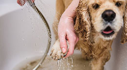 Symboldbild Hund in Badewanne