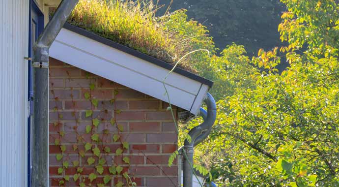 Symbolbild Pflanzen gegen Hitze Symbolbild Pflanzen gegen Hitze