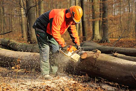 Waldarbeiter sägt Brennholz Waldarbeiter sägt Brennholz