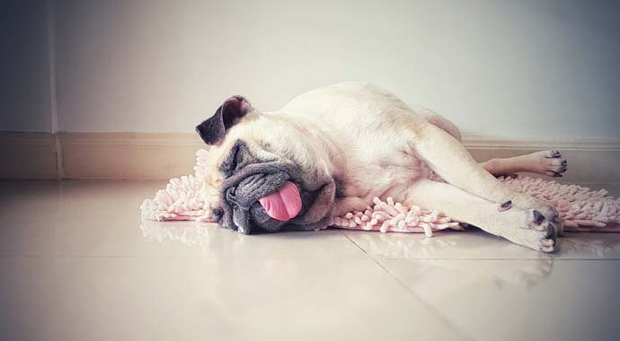 Symbolbild Hund schlafend auf Fußboden Symbolbild Hund schlafend auf Fußboden